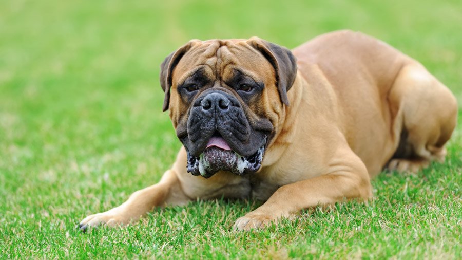 Engleski mastiff