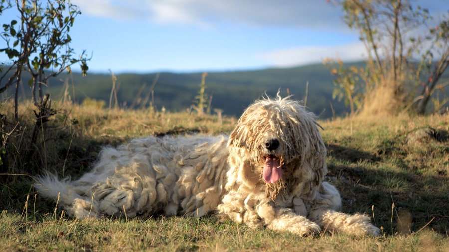 Komondor ili stari mađarski ovčar