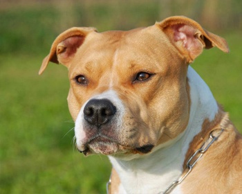 Američki stafordski terijer (Amstaff) Američki stafordski terijer, AmStaff