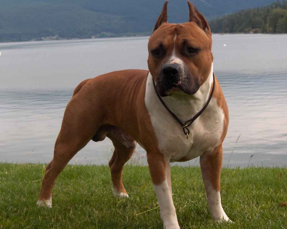 Fotografija Staffordshire Terrier