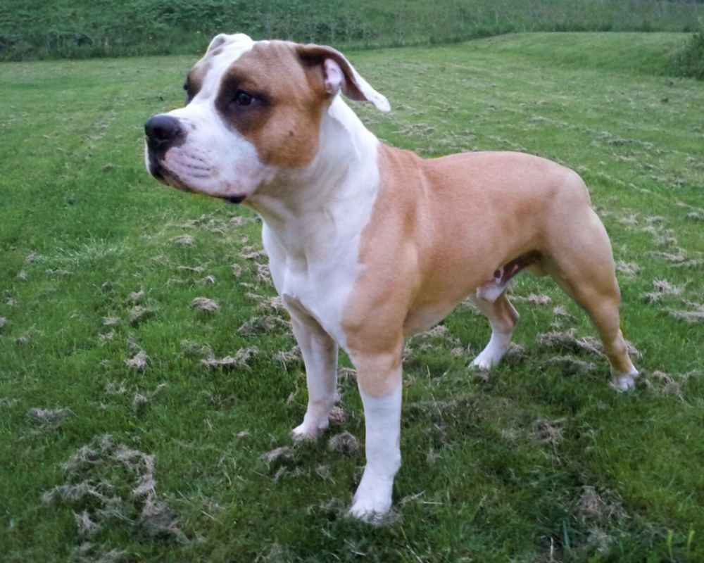 Fotografija Amstaff bež boje