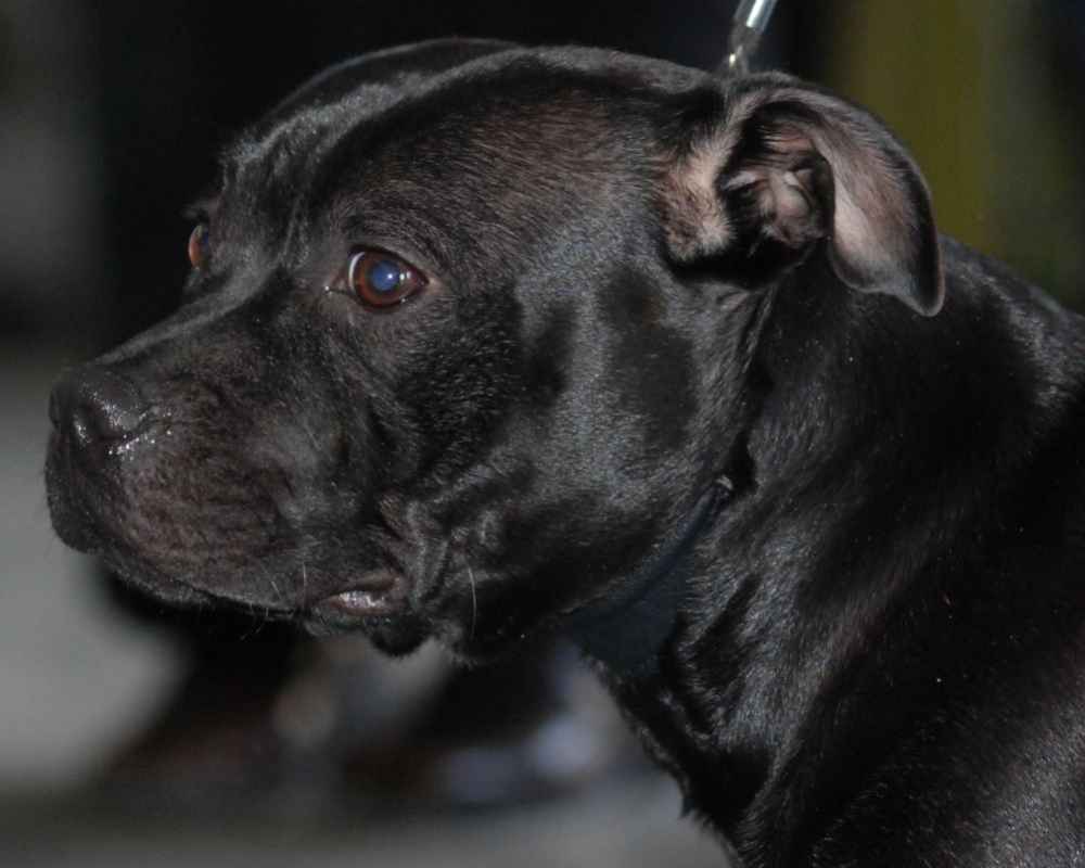 Fotografija crnog psića Amstaff