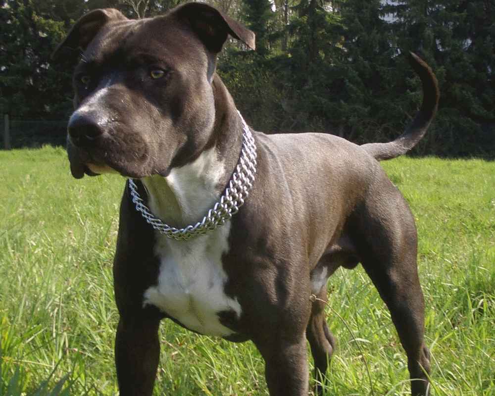 Amstaff fotografija