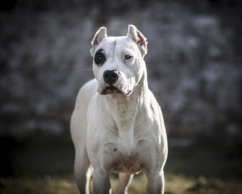 Dogo Argentino Dogo Argentino, argentinski mastif