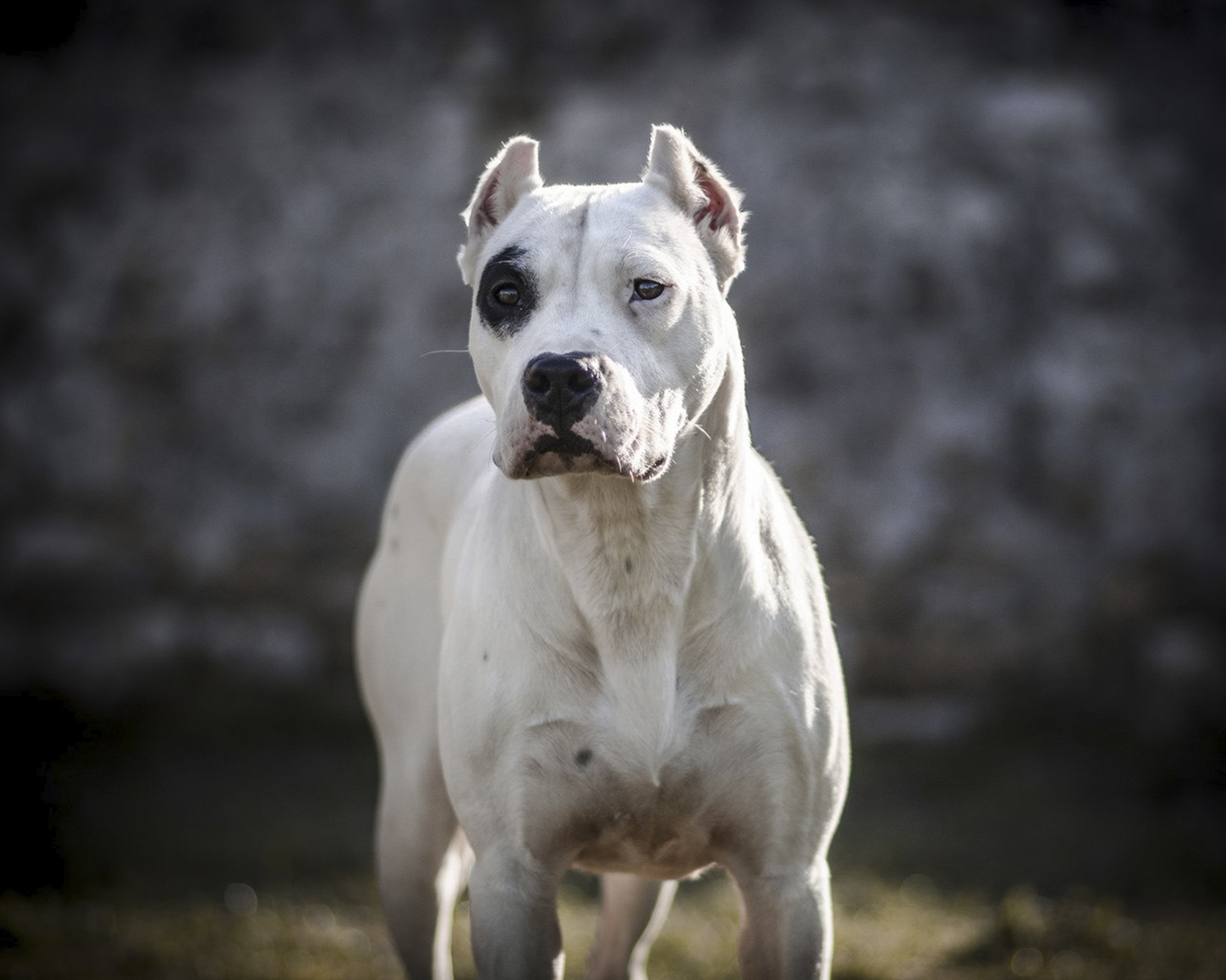 dogo