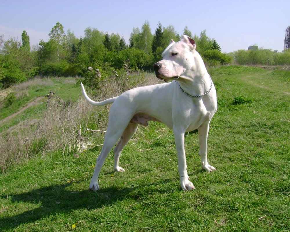 pasmina dogo argentino