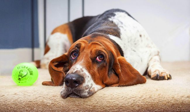 Basset Hound doista voli jesti do vraga