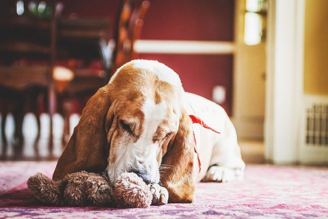 Basset Hound trenira umjetno disanje na medvjedu