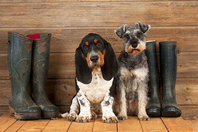 Basset Hound i njegov drhtavi prijatelj idu u lov