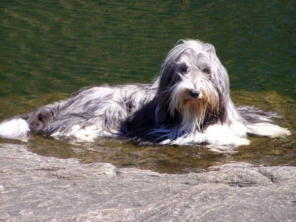 Bradati Collie pročitajte članak