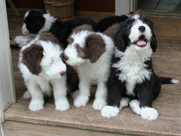 Bradati psići Collie