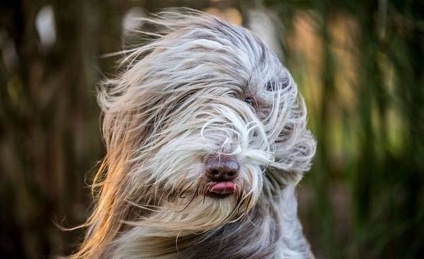 Bradati Collie njuška