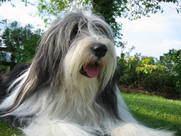 Bradati Collie gleda