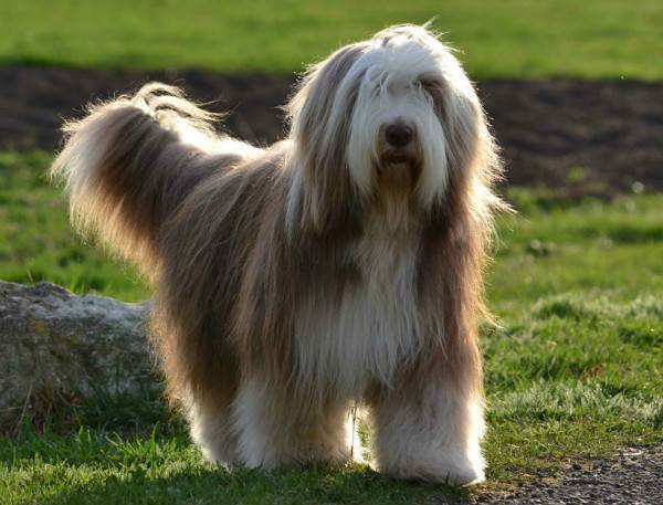 Bradati Collie u prirodi