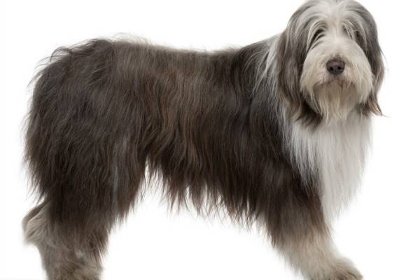 Opis brade Collie pasmine