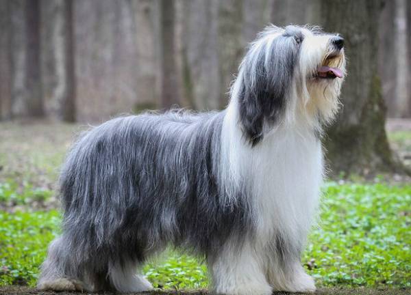 Bradati Collie Grey