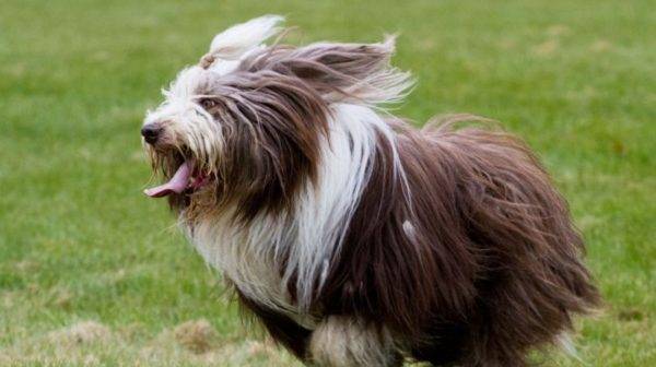 Bradati Collie Brown