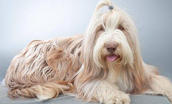 Bradati Collie Beige