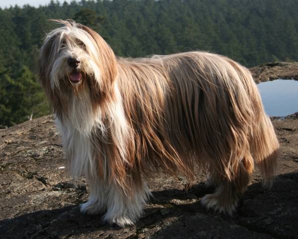 Bradati Collie stoji