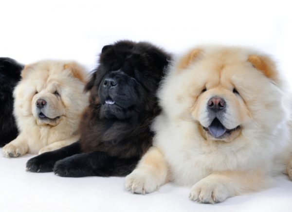 Kako hraniti chow chow pročitajte članak