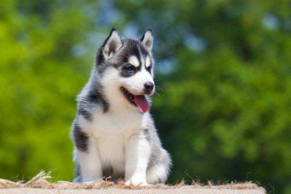 husky štenad