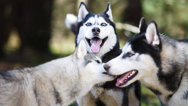 tri huskyja