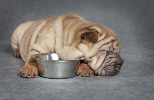 Čime hraniti sharpei