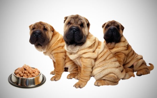 Kako hraniti sharpei pročitajte članak