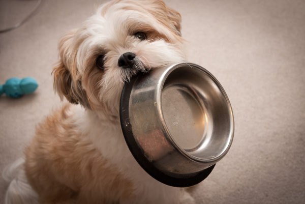 Kako hraniti Shih Tzu