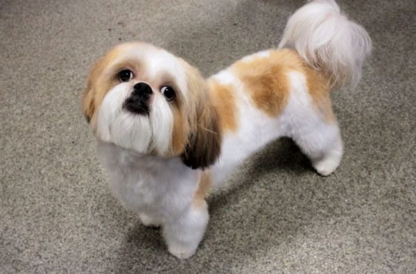 Kako hraniti Shih Tzu pročitajte članak