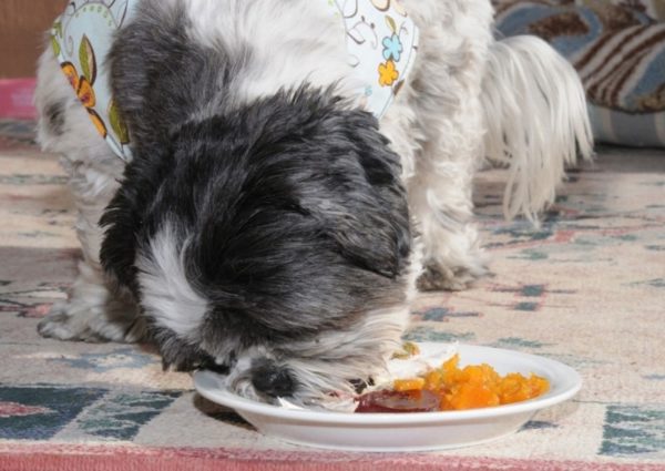 Shih Tzu prirodna dijeta