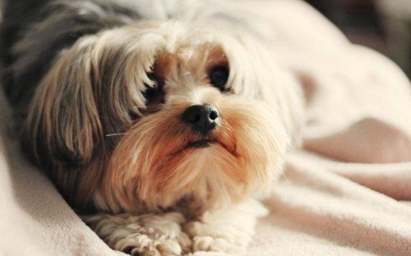 Najbolja suha hrana za Shih Tzu