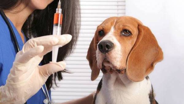 beagle kod veterinara