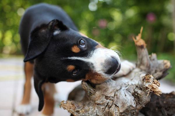 Entlebucher planinski pas pročitao članak