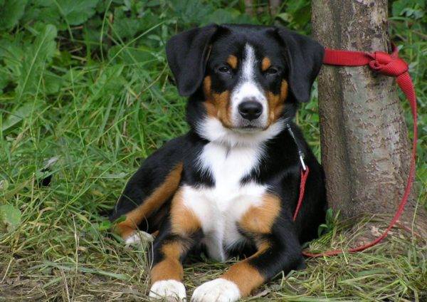 Laž planinskog psa Entlebucher