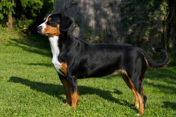 Opis pasmine entlebucher planinski pas