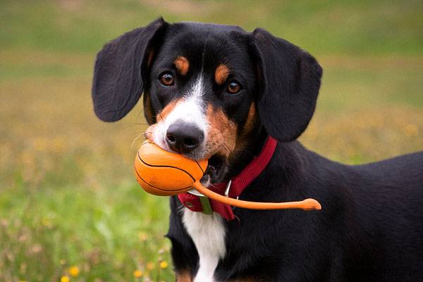 Entlebucher planinski pas s loptom