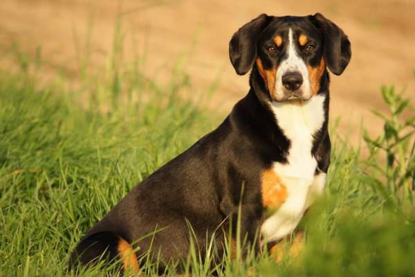 Entlebucher sjedeći planinski pas