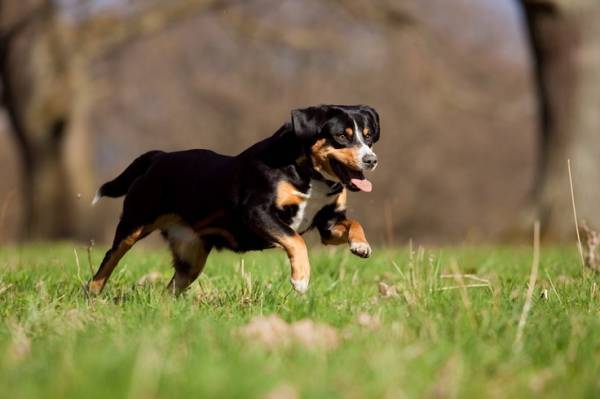 Entlebucher planinski pas radi