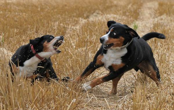 Entlebucher sennenhundy igra