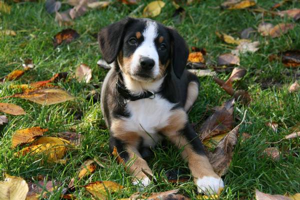 Entlebucher planinski pas štenad