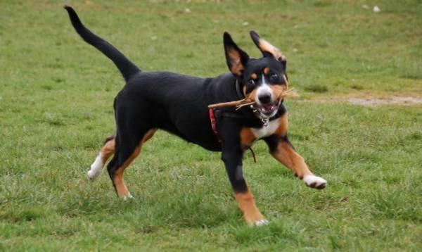 Entlebucher planinski pas sa štapom