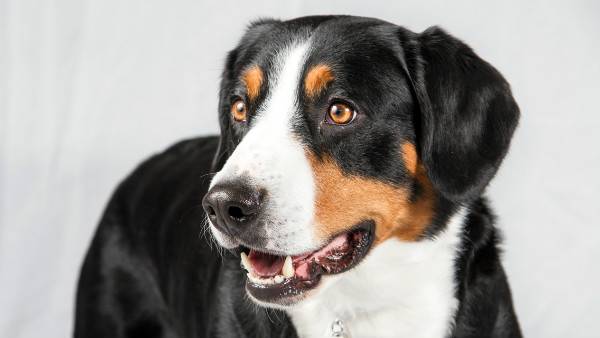 Prekrasni planinski pas Entlebucher