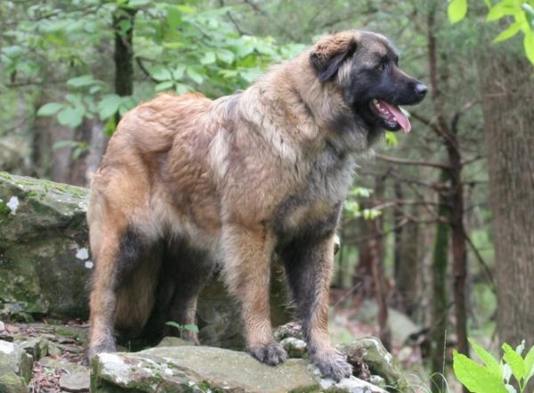 Estrel Shepherd Pročitajte članak
