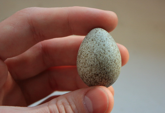 „Rock”