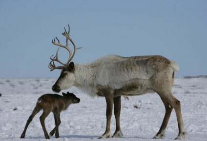 Ženka s jelenima