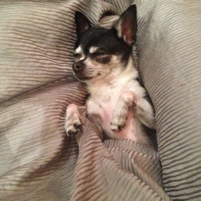Chihuahua na krevetu