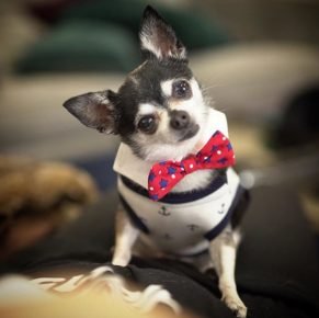 Jenna Marbles Chihuahua