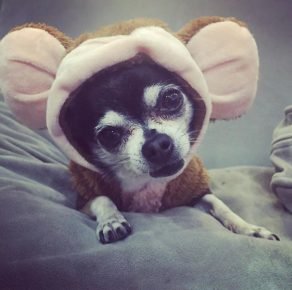 Chihuahua u odijelu