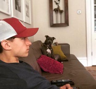 Hollnad i pit bull terijer